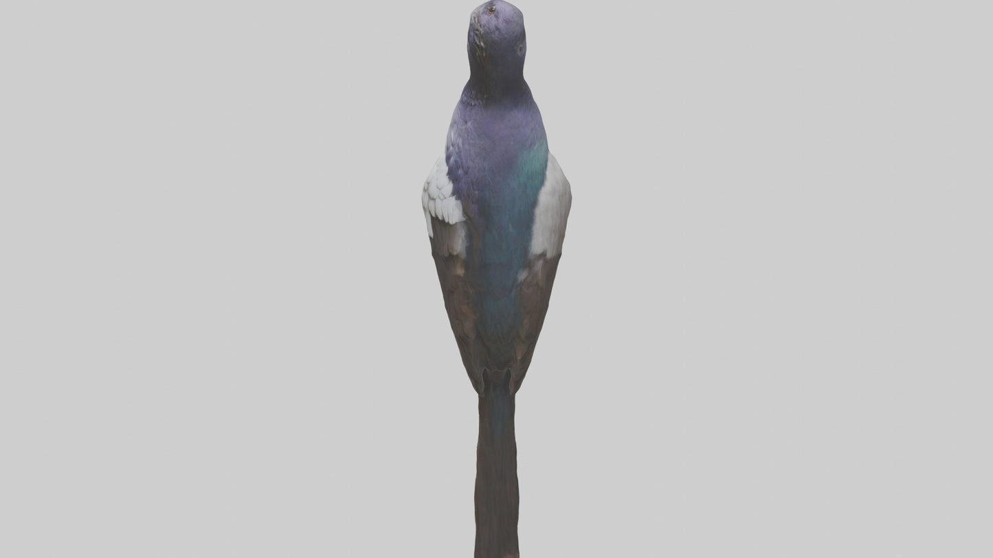 3D model Indian Starling perched model VR / AR / low-poly
