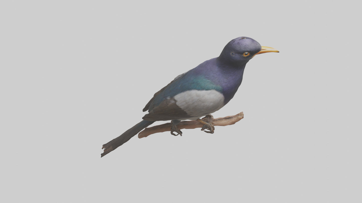 3D model Indian Starling perched model VR / AR / low-poly