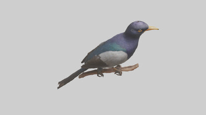 3D model Indian Starling perched model VR / AR / low-poly