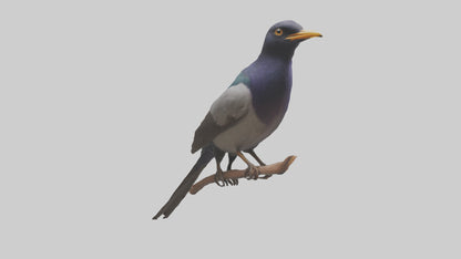 3D model Indian Starling perched model VR / AR / low-poly