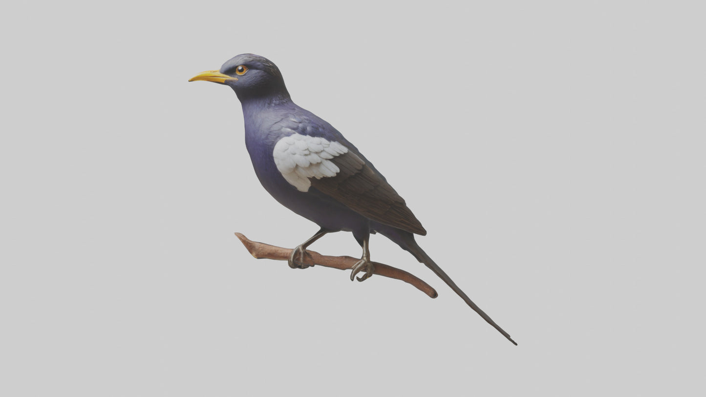 3D model Indian Starling perched model VR / AR / low-poly