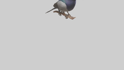 3D model Indian Starling perched model VR / AR / low-poly