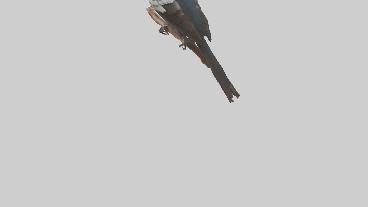 3D model Indian Starling perched model VR / AR / low-poly