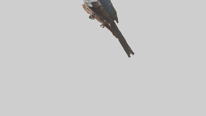 3D model Indian Starling perched model VR / AR / low-poly