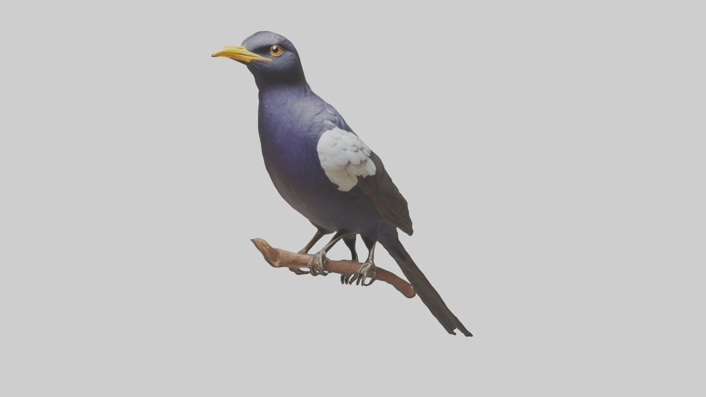 3D model Indian Starling perched model VR / AR / low-poly