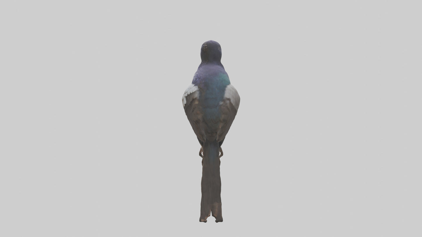 3D model Indian Starling perched model VR / AR / low-poly