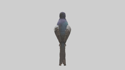 3D model Indian Starling perched model VR / AR / low-poly