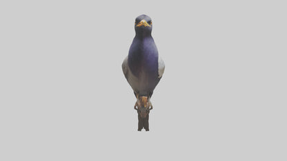 3D model Indian Starling perched model VR / AR / low-poly