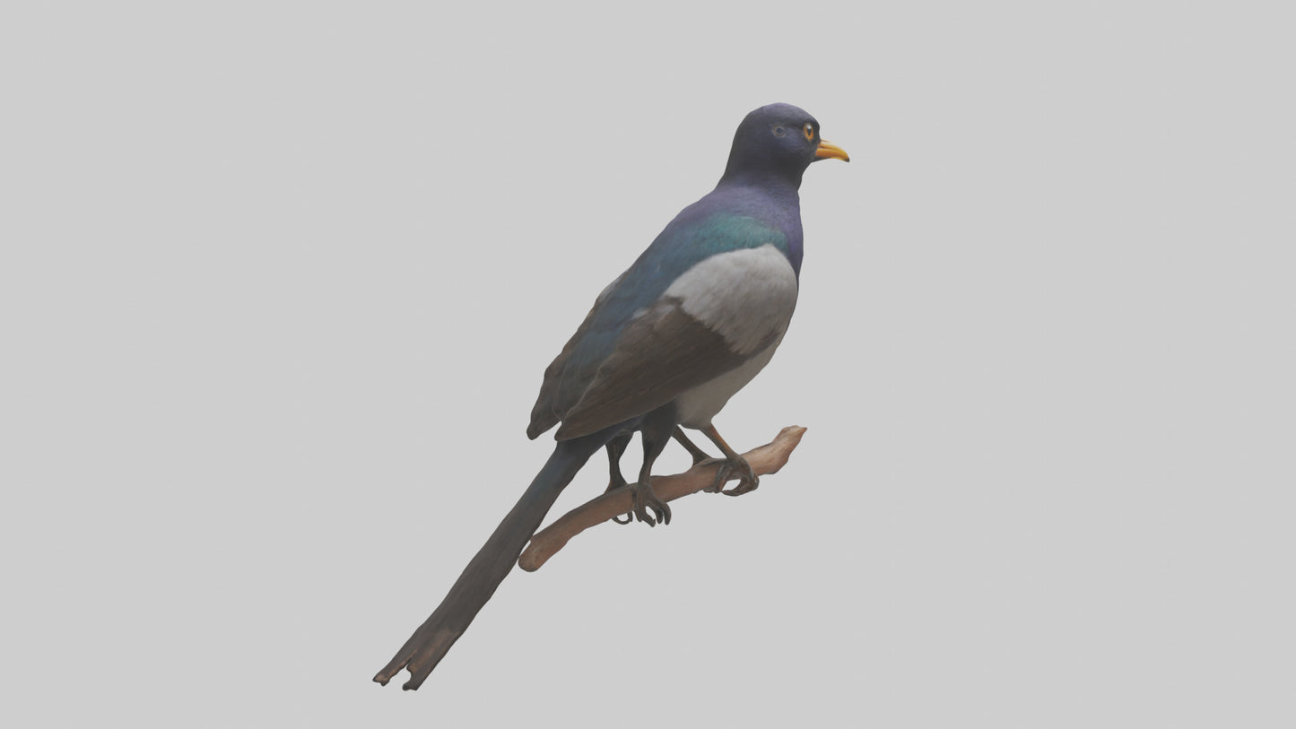 3D model Indian Starling perched model VR / AR / low-poly