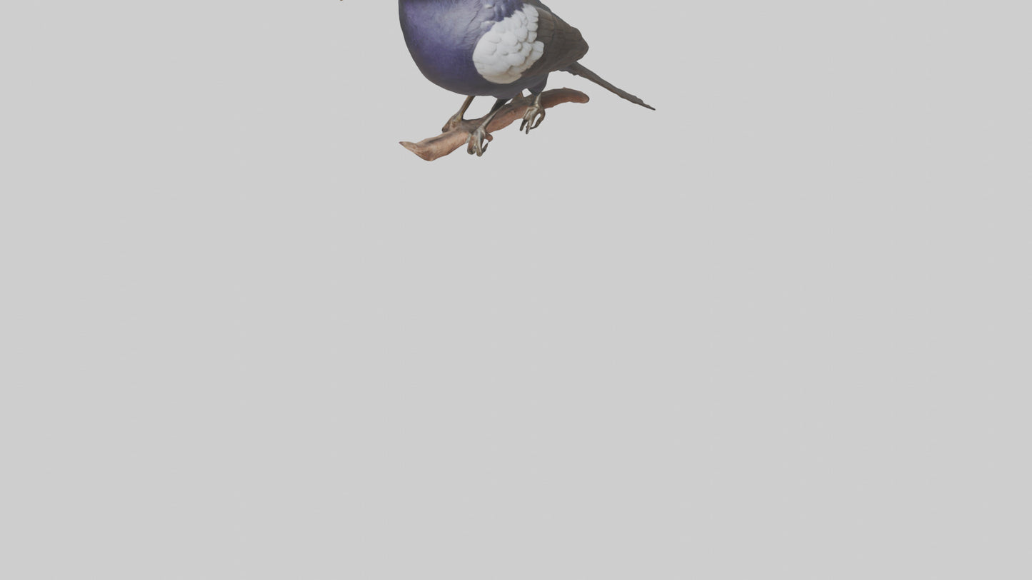 3D model Indian Starling perched model VR / AR / low-poly