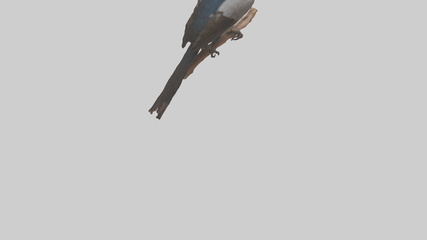 3D model Indian Starling perched model VR / AR / low-poly