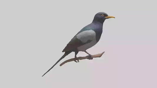 3D model Indian Starling perched model VR / AR / low-poly