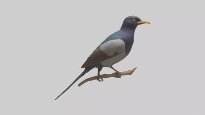 3D model Indian Starling perched model VR / AR / low-poly