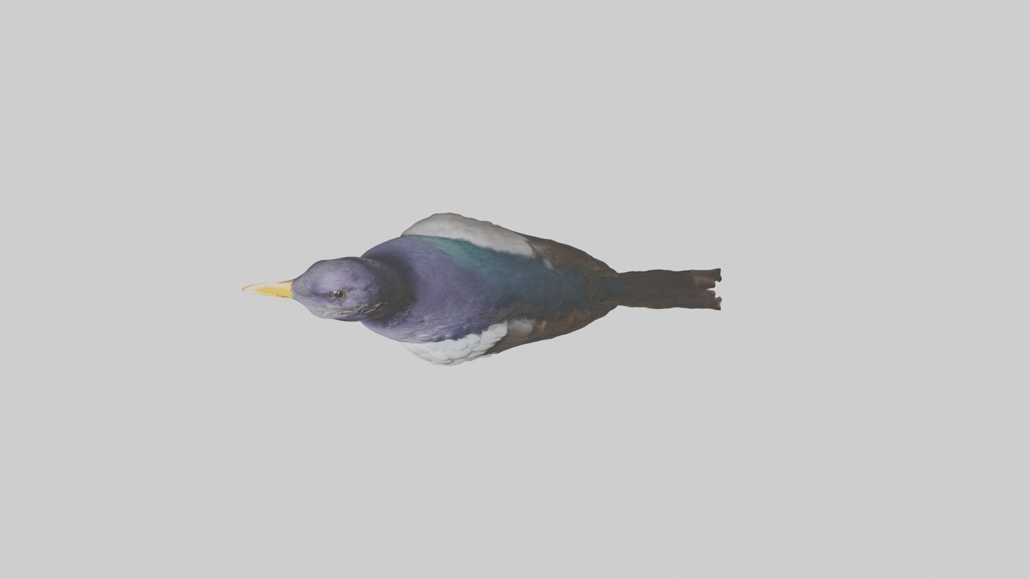3D model Indian Starling perched model VR / AR / low-poly