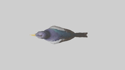 3D model Indian Starling perched model VR / AR / low-poly
