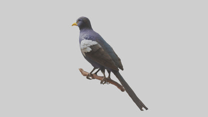 3D model Indian Starling perched model VR / AR / low-poly