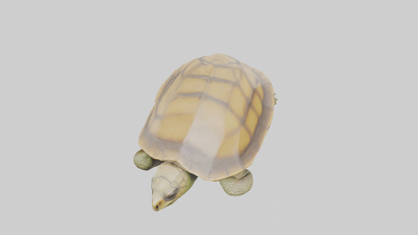3D model Indian Tent Turtle resting model VR / AR / low-poly