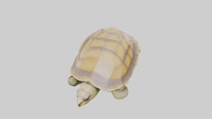 3D model Indian Tent Turtle resting model VR / AR / low-poly