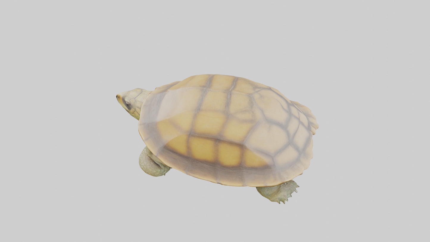 3D model Indian Tent Turtle resting model VR / AR / low-poly