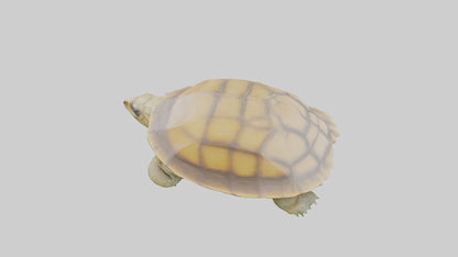 3D model Indian Tent Turtle resting model VR / AR / low-poly
