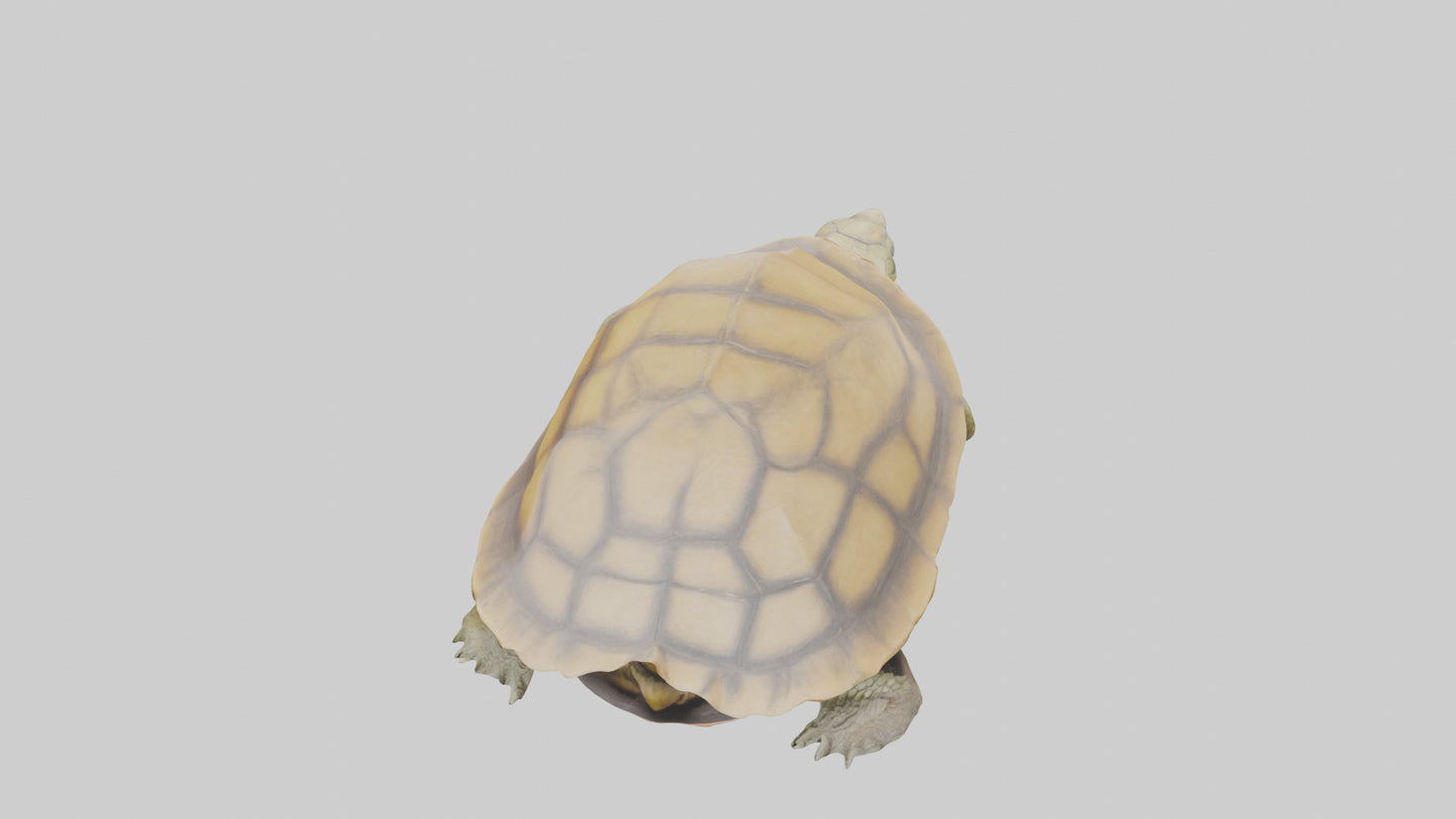 3D model Indian Tent Turtle resting model VR / AR / low-poly