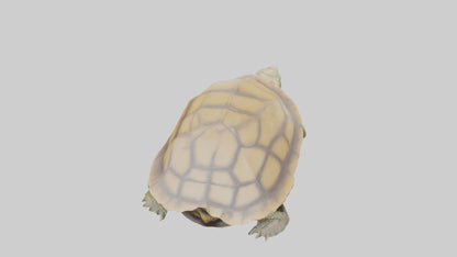 3D model Indian Tent Turtle resting model VR / AR / low-poly