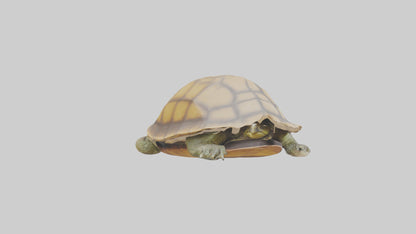 3D model Indian Tent Turtle resting model VR / AR / low-poly