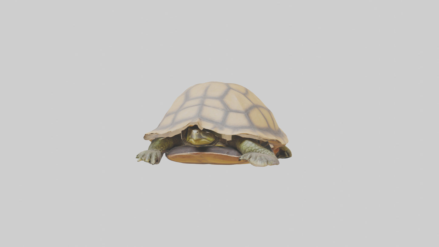 3D model Indian Tent Turtle resting model VR / AR / low-poly