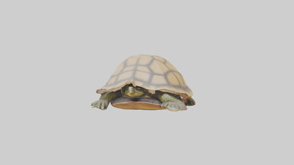 3D model Indian Tent Turtle resting model VR / AR / low-poly