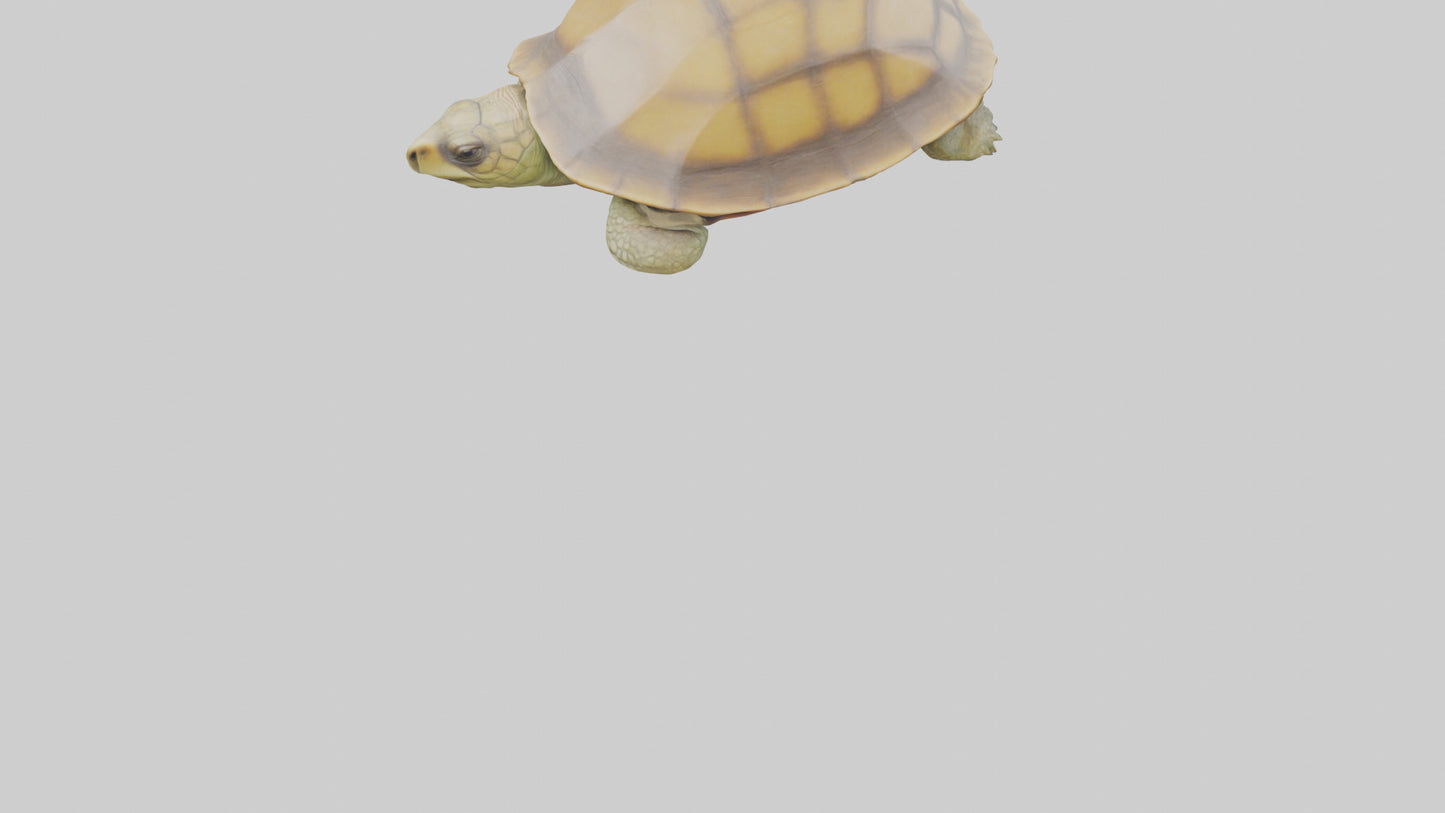 3D model Indian Tent Turtle resting model VR / AR / low-poly