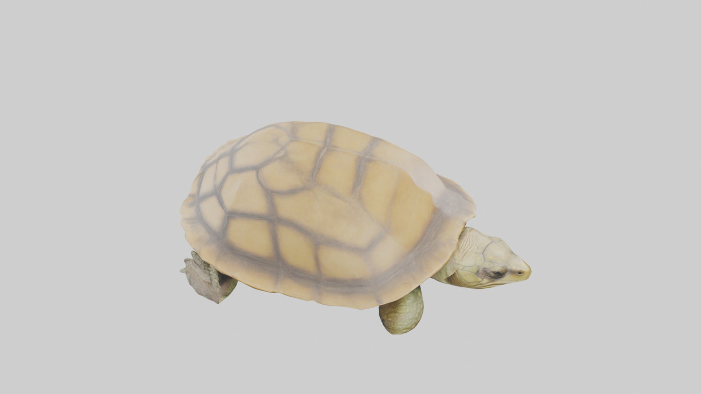 3D model Indian Tent Turtle resting model VR / AR / low-poly
