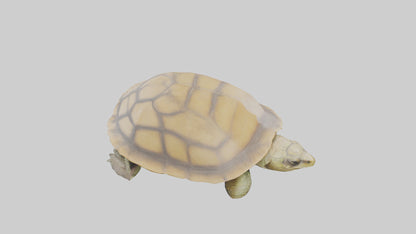 3D model Indian Tent Turtle resting model VR / AR / low-poly