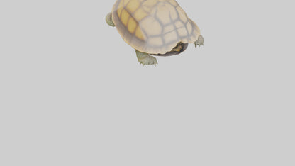 3D model Indian Tent Turtle resting model VR / AR / low-poly
