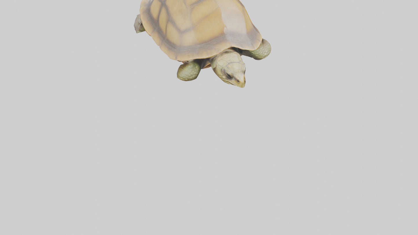 3D model Indian Tent Turtle resting model VR / AR / low-poly
