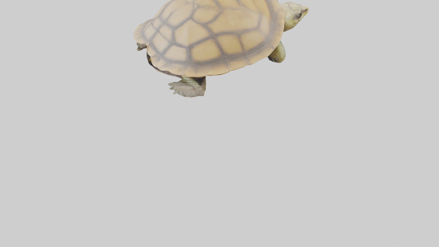 3D model Indian Tent Turtle resting model VR / AR / low-poly