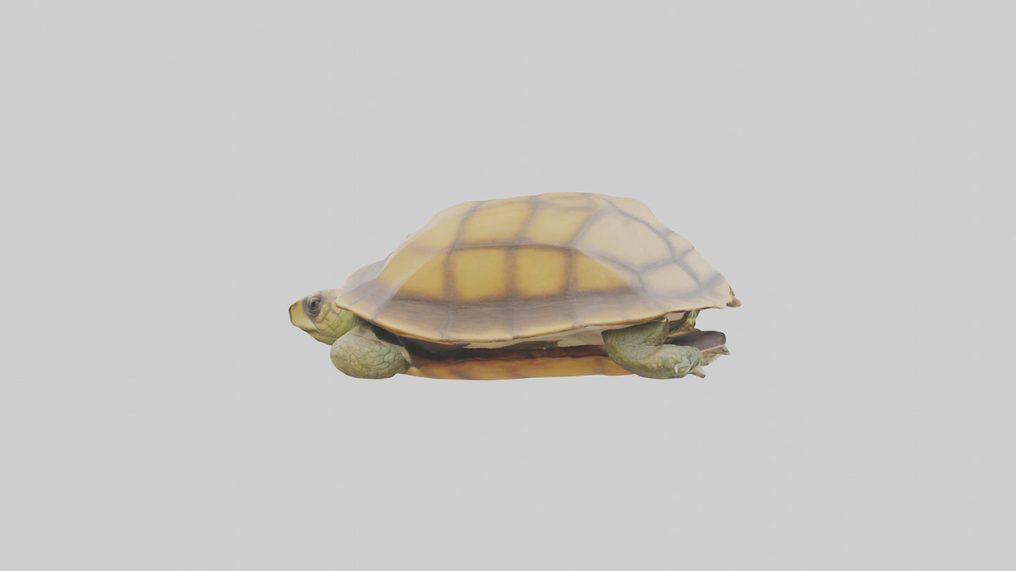 3D model Indian Tent Turtle resting model VR / AR / low-poly