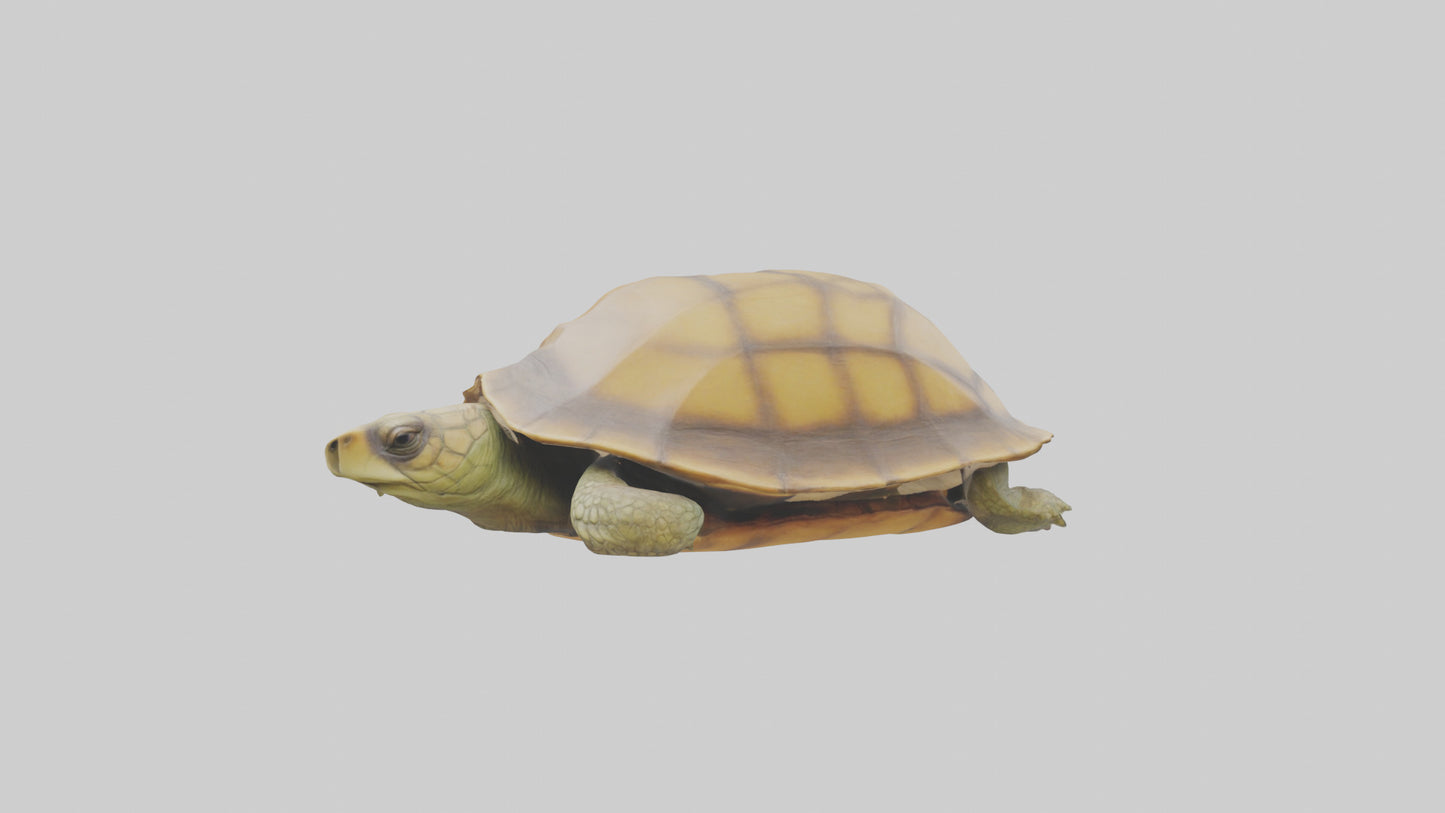 3D model Indian Tent Turtle resting model VR / AR / low-poly
