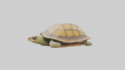 3D model Indian Tent Turtle resting model VR / AR / low-poly