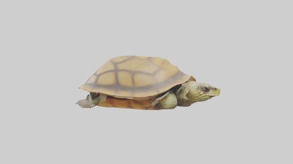 3D model Indian Tent Turtle resting model VR / AR / low-poly