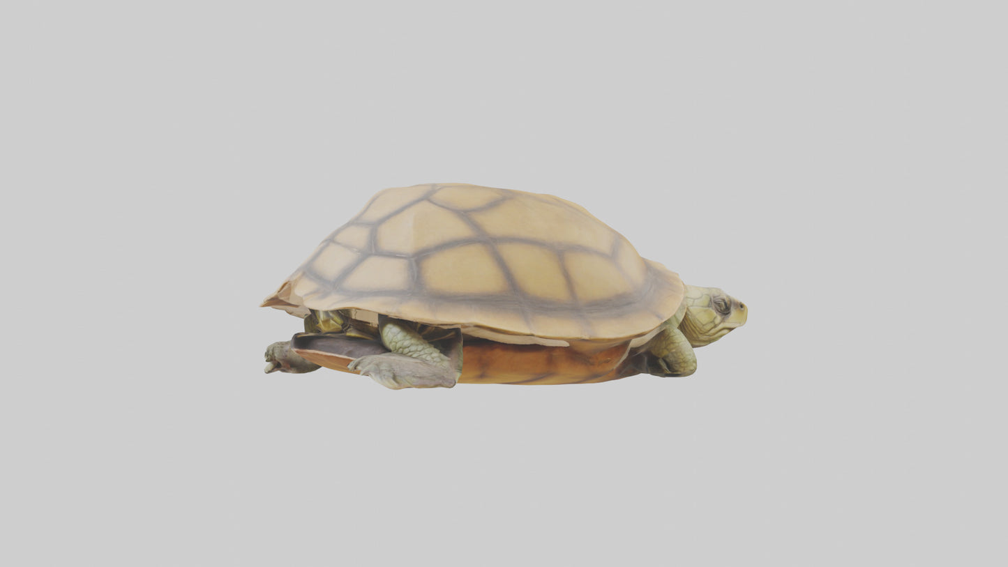 3D model Indian Tent Turtle resting model VR / AR / low-poly