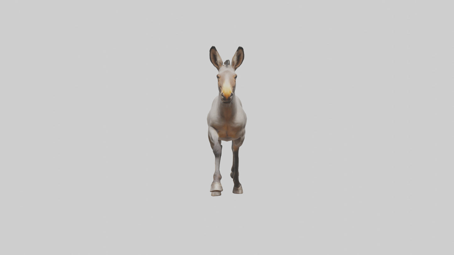 3D model Indian Wild Ass running model VR / AR / low-poly