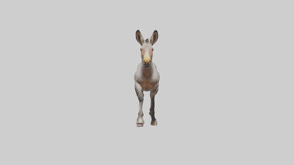 3D model Indian Wild Ass running model VR / AR / low-poly