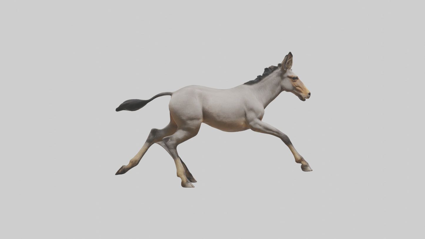3D model Indian Wild Ass running model VR / AR / low-poly