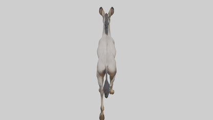 3D model Indian Wild Ass running model VR / AR / low-poly