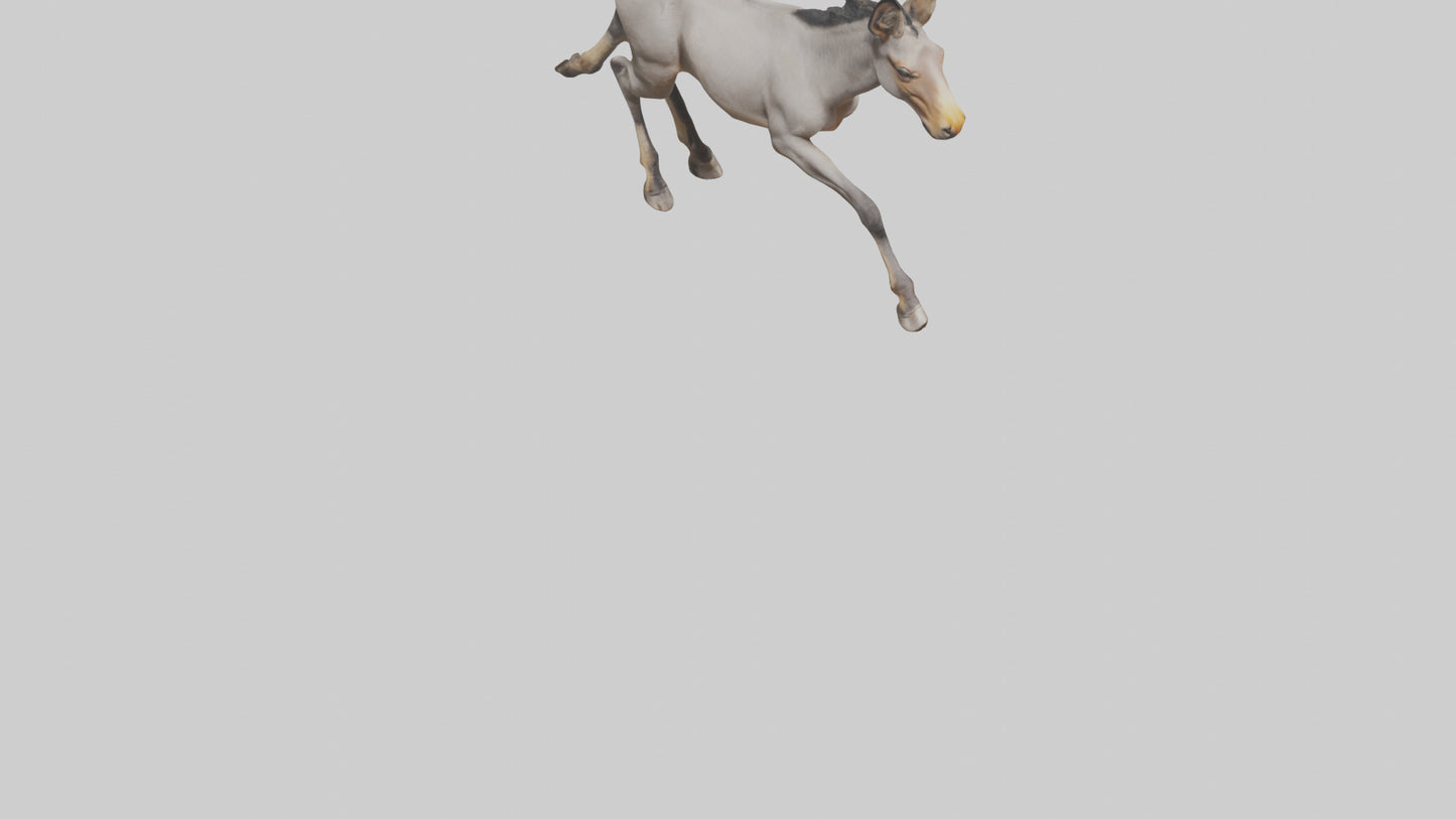 3D model Indian Wild Ass running model VR / AR / low-poly