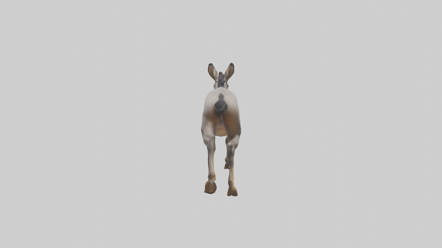 3D model Indian Wild Ass running model VR / AR / low-poly