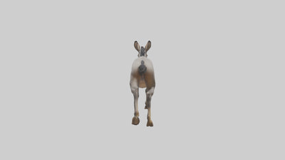 3D model Indian Wild Ass running model VR / AR / low-poly