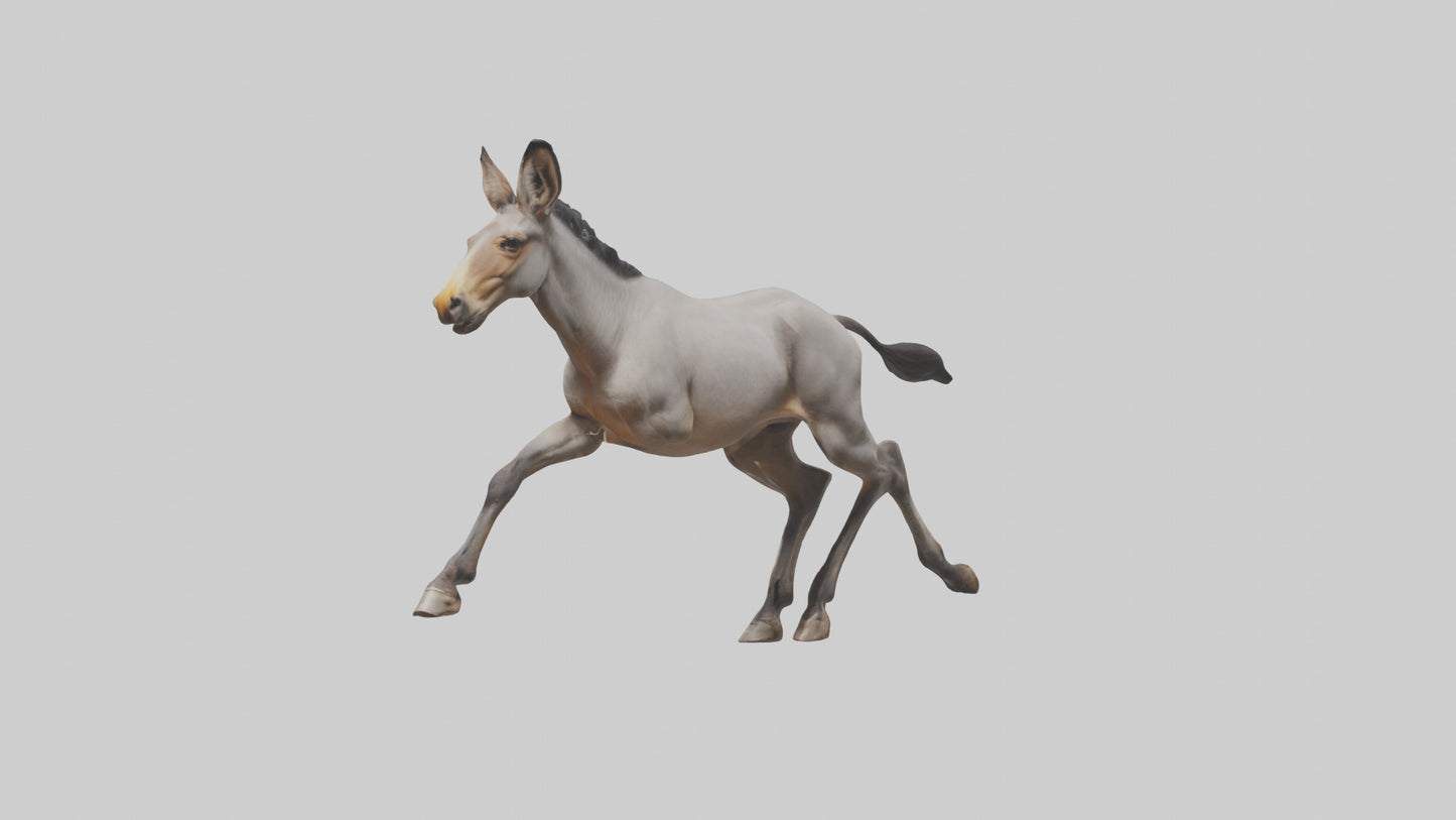 3D model Indian Wild Ass running model VR / AR / low-poly