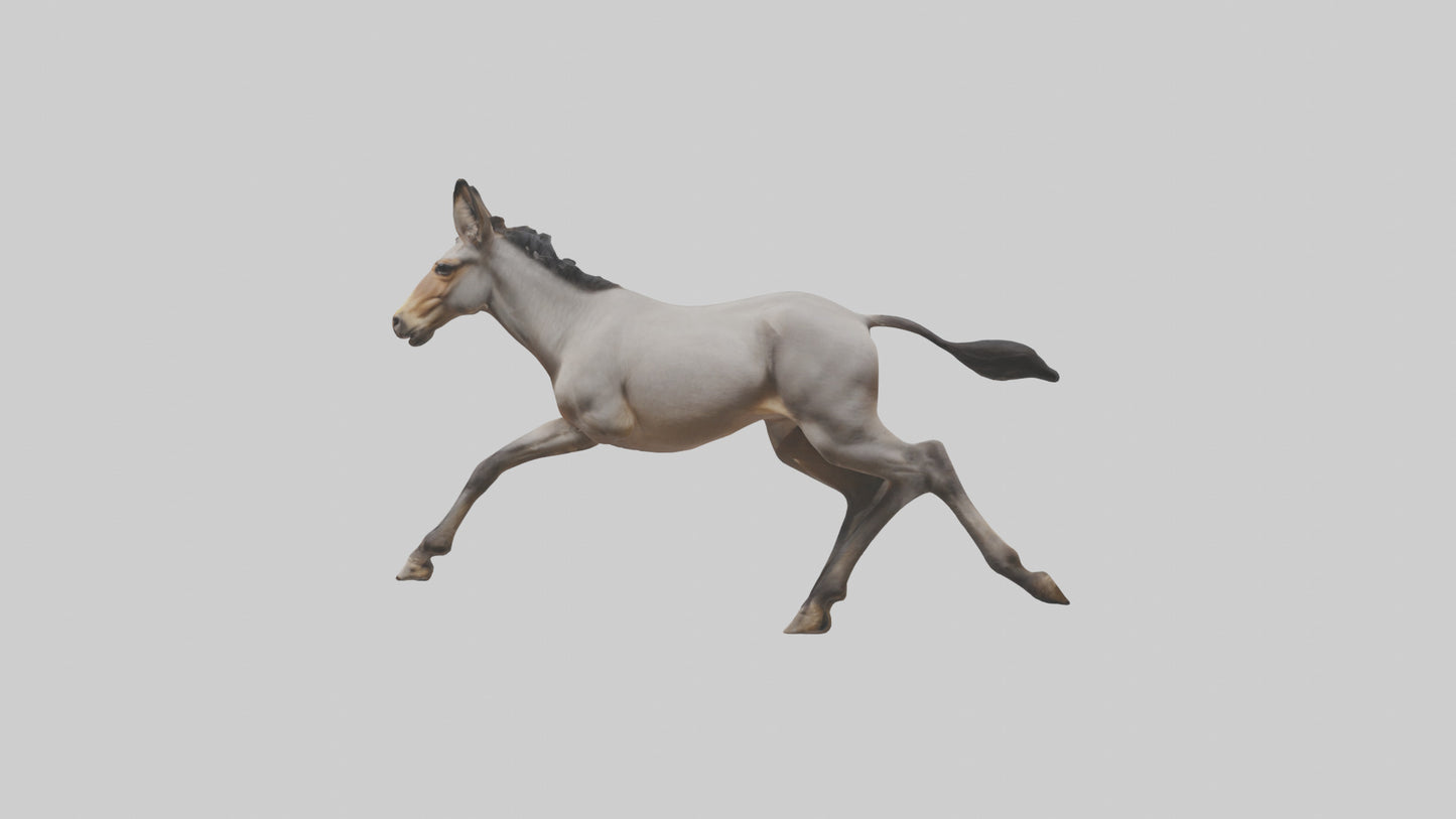 3D model Indian Wild Ass running model VR / AR / low-poly
