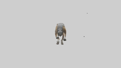 3D model Indian Wolf running model VR / AR / low-poly